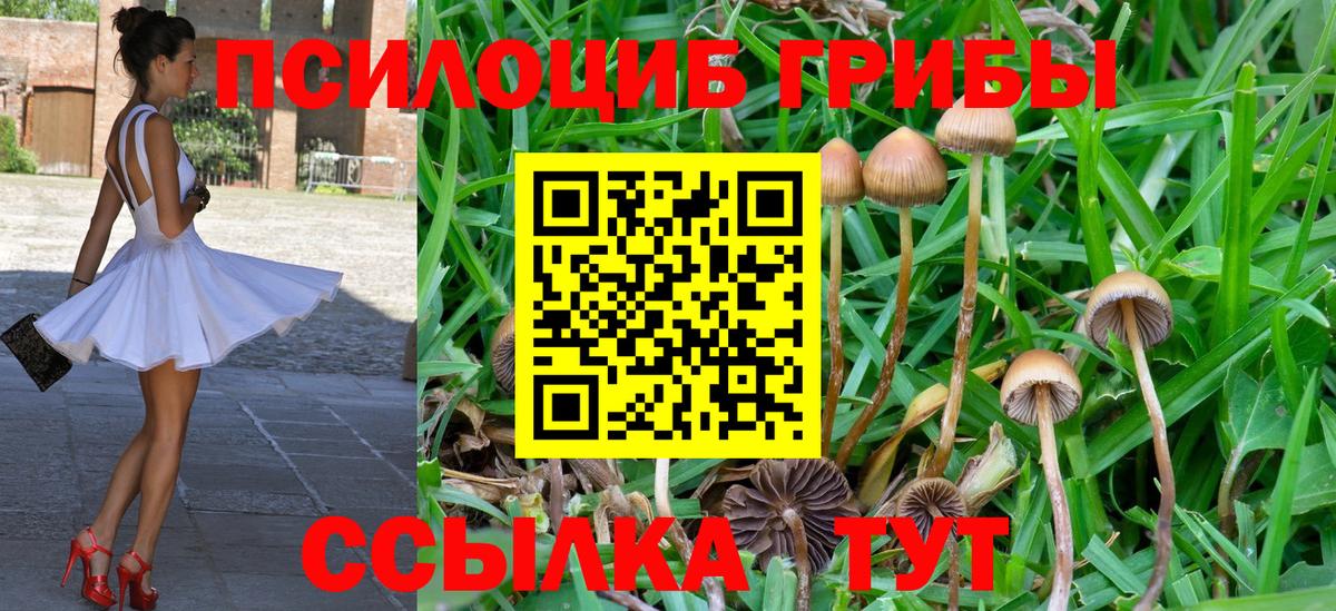 Псилоцибиновые грибы Psilocybe Кунгур